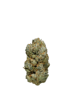 White-Widow